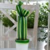 Candela Cactus Gigante